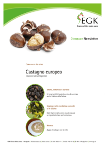 Castagno europeo