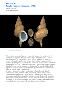 molluschi Ranella olearium (linnaeus , 1758) regno animali fam