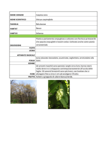 SCHEDA BOTANICA carpino nero