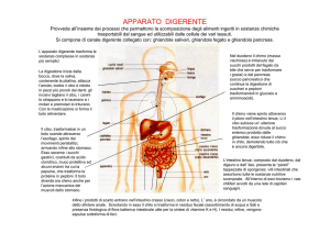 PRINCIPI DI ALIMENTAZIONE Mod 5 APPARATO DIGERENTE