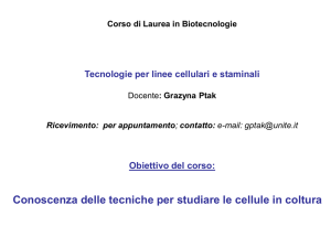 Diapositiva 1