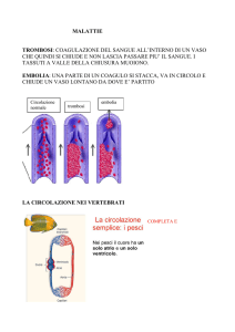 apparato circolatorio