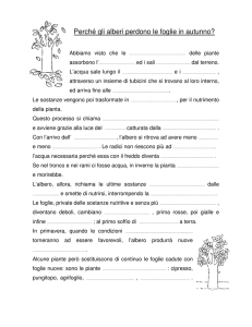 Perché gli alberi perdono le foglie in autunno?