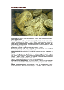 Scazzone - Provincia di Bergamo
