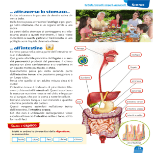attraverso lo stomaco... all`intestino