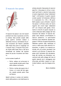 Il muscolo ileo