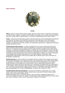 Olivo Orfana - Provincia di Ravenna
