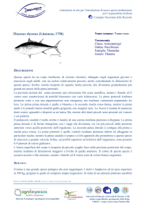 Thunnus thynnus (Linnaeus, 1758)