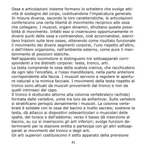 41 Ossa e articolazioni insieme formano lo scheletro che
