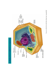 Lezione 19 La cellula eucariotica vegetale