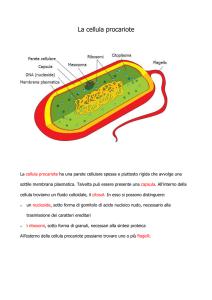 La cellula procariote