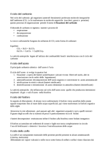 Il ciclo del carbonio Il ciclo dell`azoto Il ciclo del fosforo Il ciclo dello