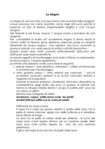 Lo stagno III AB 2007-2008_BR