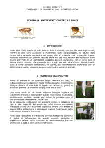 Scheda operativa interventi contro le pulci