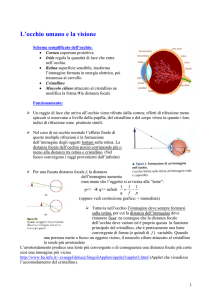 L`occhio umano e la visione