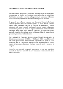 Anatomia molluschi