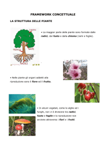 FRAMEWORK CONCETTUALE