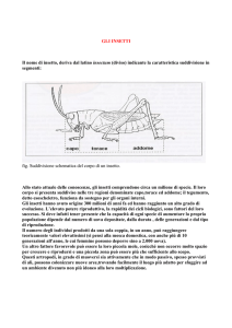 gli insetti