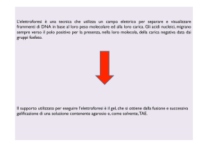 Elettroforesi e PCR - Macroarea di Scienze