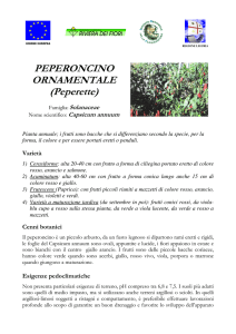Peperoncino ornamentale