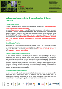 La fecondazione del riccio di mare