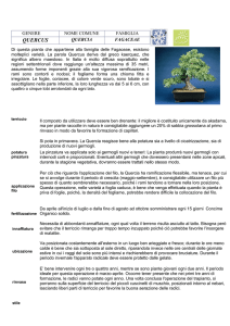 Quercia - Bonsaicalabria.it