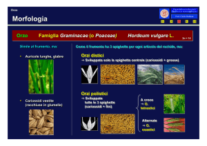 Cereali microtermi minori
