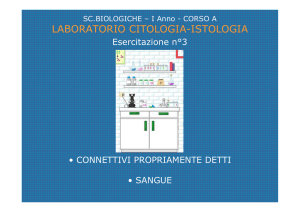 tessuti connettivi 4