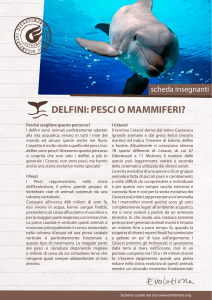 delfini: pesci o mammiferi?