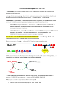 Bioenergetica e respirazione cellulare