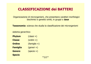 CLASSIFICAZIONE dei BATTERI