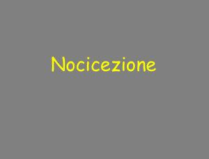 Nocicezione
