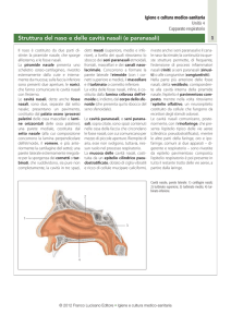 Struttura del naso e delle cavità nasali.indd