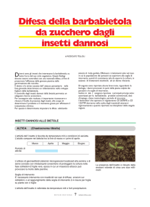 Difesa della barbabietola da zucchero dagli insetti