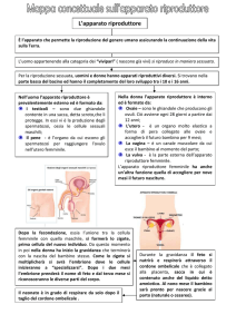 L`apparato riproduttore