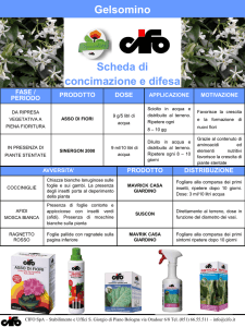 Gelsomino