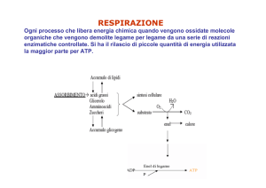 respirazione - Docenti.unina