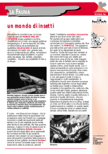 un mondo di insetti un mondo di insetti