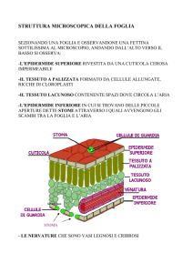 La foglia-1 - Istituto Comprensivo Lari
