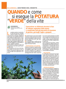 Quando e come si esegue la potatura "verde" della vite