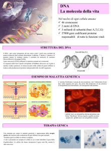 Nel nucleo di ogni cellula umana: 46 cromosomi 2 metri di DNA 3