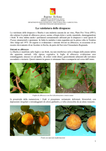 La vaiolatura delle drupacee