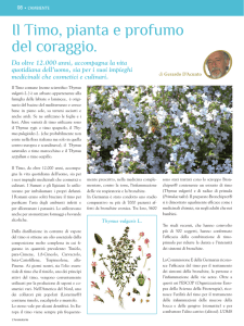Il Timo, pianta e profumo del coraggio.