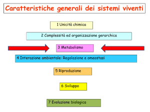 il metabolismo a