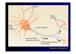 Neurone multipolare