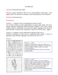 PLASMOLISI Argomento: Plasmolisi nelle cellule Materiale