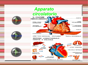 L`Apparato circolatorio