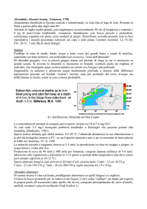 Storia e Habitat della BREME clicca qui.