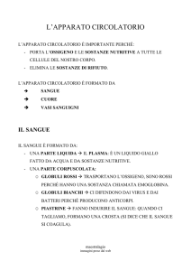 l`apparato circolatorio