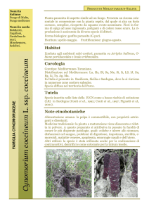 Cynomorium coccineum L. ssp. coccineum 10.III.2008